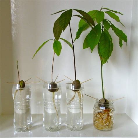 Jul 19, 2021 · Method 2: Grow an avocado seed in potting soil. Materials needed: one pit, potting soil, terracotta or plastic pot, water, and a plastic bottle. 1. Plant the avocado seed in the soil. This method is much like the traditional planting of seeds, except that we do not want to submerge the entire seed (pit). 